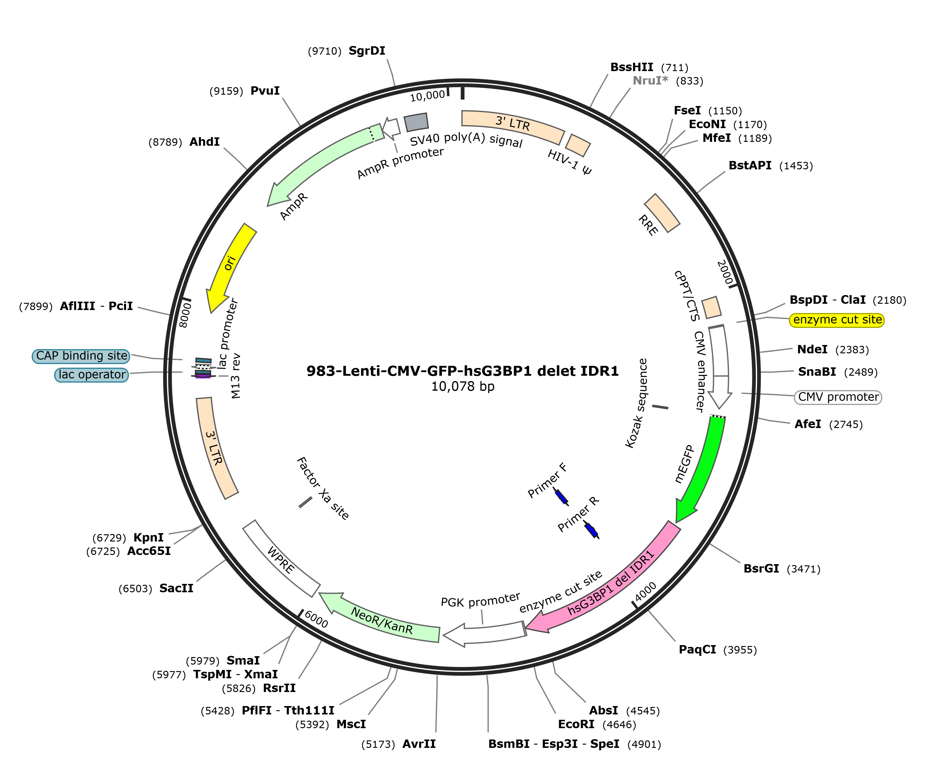 Lenti-mEGFP-hsG3BP1 delet IDR1载体图谱.png
